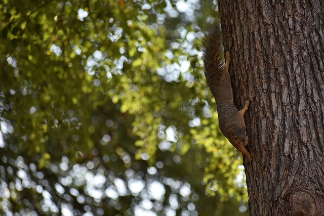 马刺引入福 马刺引入福